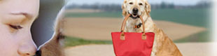 pet friendly hotels in whistler, dog friendly hotels in whistler